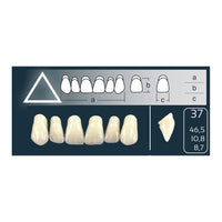 Dents Cross Linked Anterieures Haut Forme 37