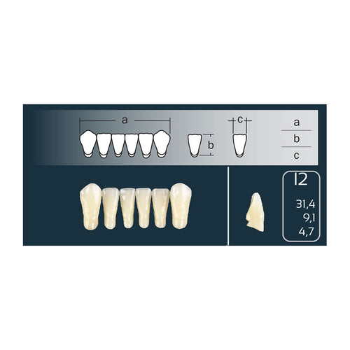 Dents Cross Linked 2 Anterieure Bas I2