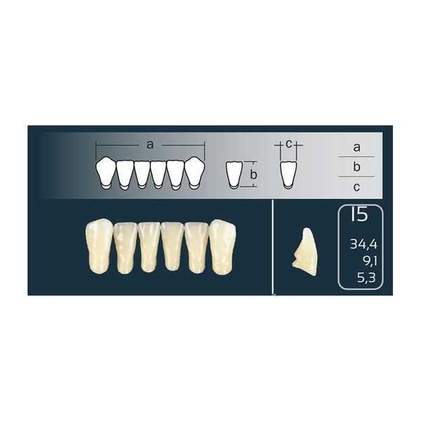 Dents Cross Linked 2 Anterieure Bas I5