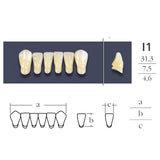 Teeth Cross Linked Anterior Low Form I1.