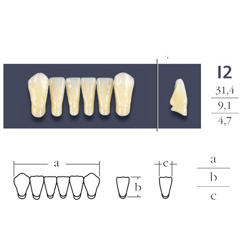 Cross Linked Lower Anterior Teeth Form I2.