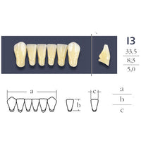 Cross Linked Lower Anterior Teeth Form I3.