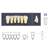 Cross Linked Lower Anterior Teeth Form I4.