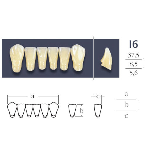 Dents  Cross Linked 2 Antérieures Bas - Forme I6 Teintes Vita au choix