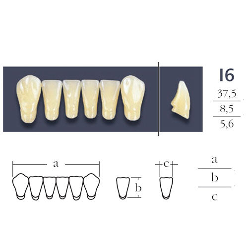 Cross Linked Lower Anterior Teeth Form I6.