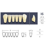 Cross Linked Lower Anterior Teeth Form I6.