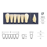 Cross verknüpfte 2 Zähne 2 anterior niedrig - Form i7 Vita -Töne Ihrer Wahl
