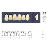 Denti collegati a croce quadrata anteriore - Forma 42 - Scelta.