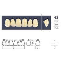 Cross Linked Square Anterior Teeth - Shape 43