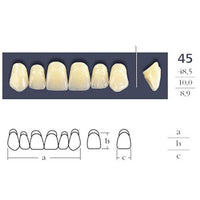 Cross Linked Square Anterior Teeth - Shape 45