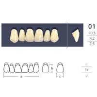 Cross Linked Oval Teeth Shape 01.