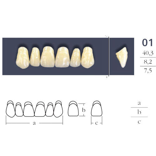 Dents  Cross Linked 2 Formes Ovales - Forme 01 - Teintes Vita au choix