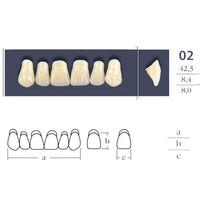 Cross Linked Oval Teeth Shape 02.