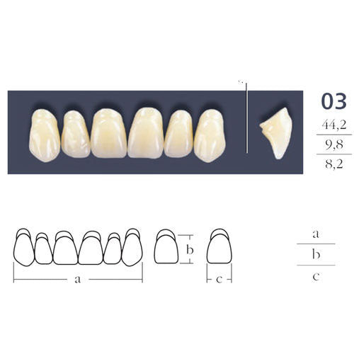 Cross Linked Oval Teeth Shape 03.