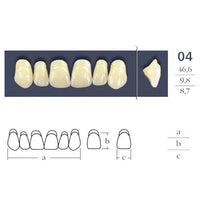 Cross Linked Oval Teeth Shape 04.