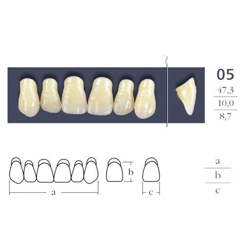 Cross Linked Oval Teeth Shape 05.