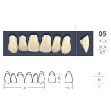 Dents  Cross Linked 2 Formes Ovales - Forme 05 - Teintes Vita au choix