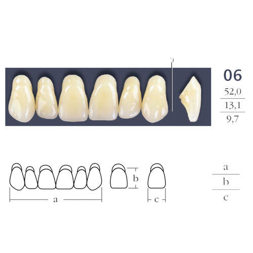 Cross Linked Oval Teeth Shape 06.