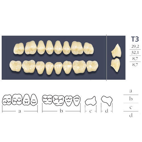 dents-cross-linked-posterieure-T3