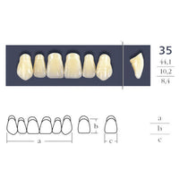 Denti a forma triangolare incrociati 35.
