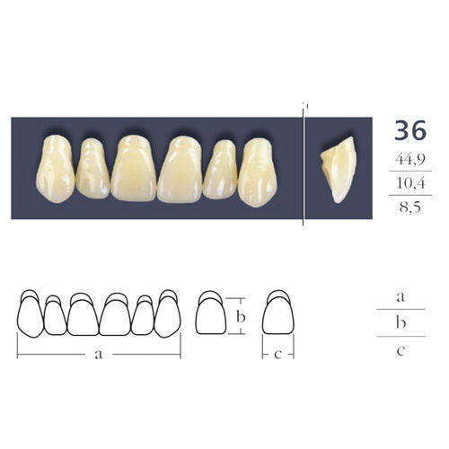 Teeth Cross Linked Triangular Shape 36.