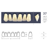 Teeth Cross Linked Triangular Shape 37.