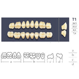 Dents Cross Linked Postérieures Forme T1 - Choix Plaquette Haut ou Bas