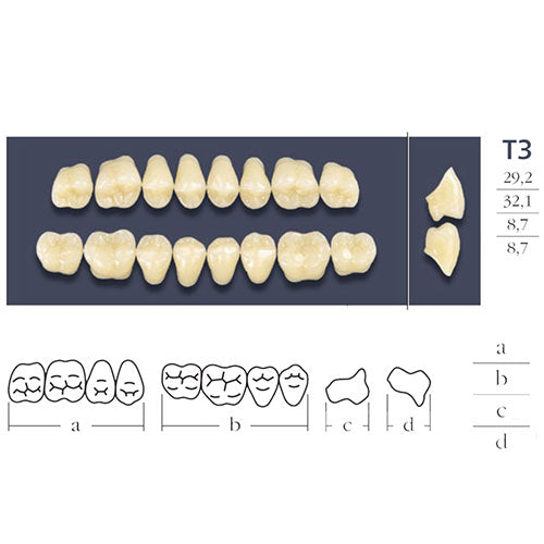 Cross Linked Posterior Teeth Form T3.
