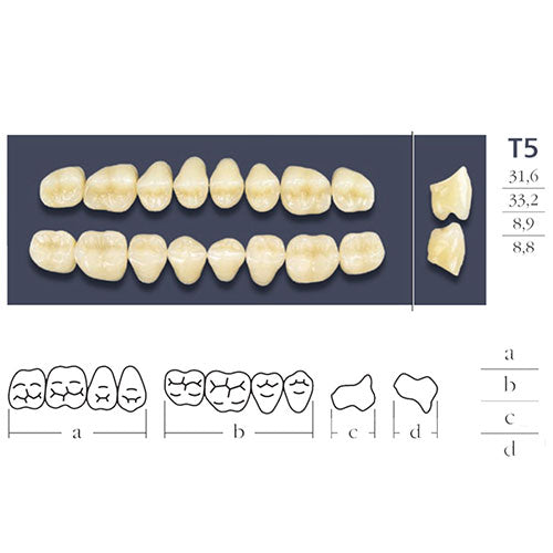 Cross Linked Posterior Teeth Form T5.