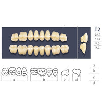 Cross Linked II Posterior Teeth Form T2.