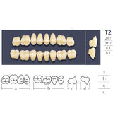 Dents Cross Linked Postérieures Forme T2 - Choix Plaquette Haut ou Bas